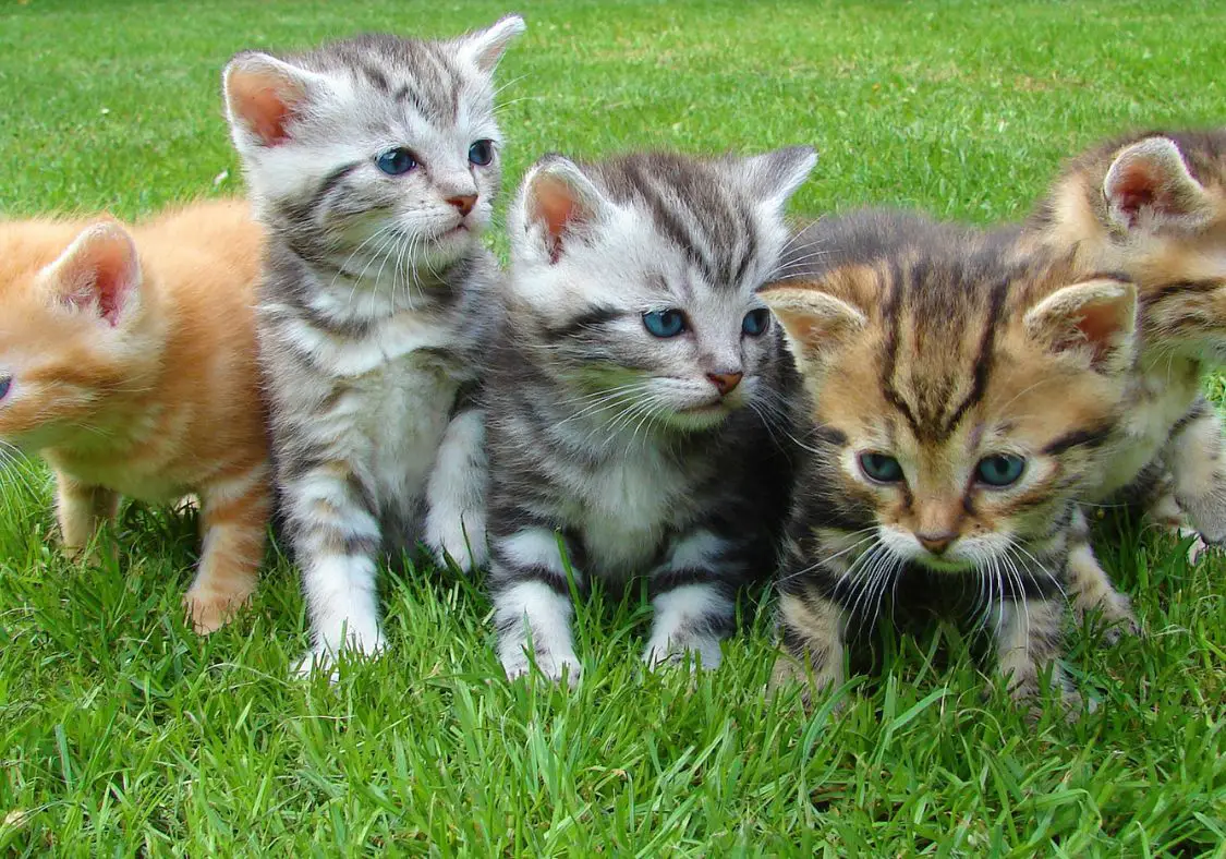 When Do Kittens Lose Their Baby Teeth Everything You Need To Know 