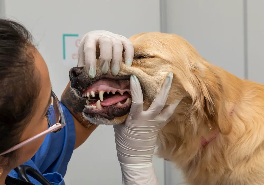 When do puppy canine teeth fall out?
