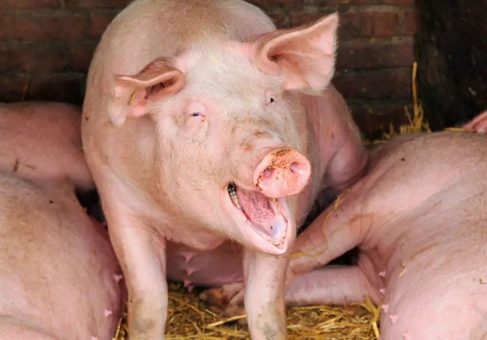 When should you be concerned about a pig's teeth chattering?