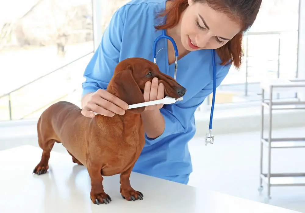 When to Consult a Vet