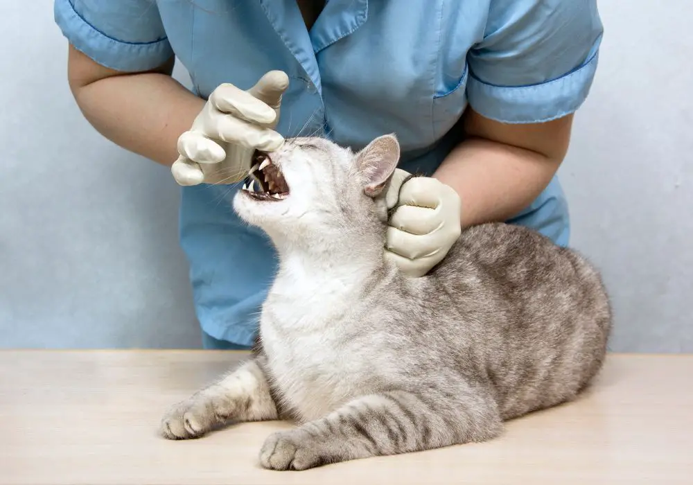 When to Consult a Veterinarian