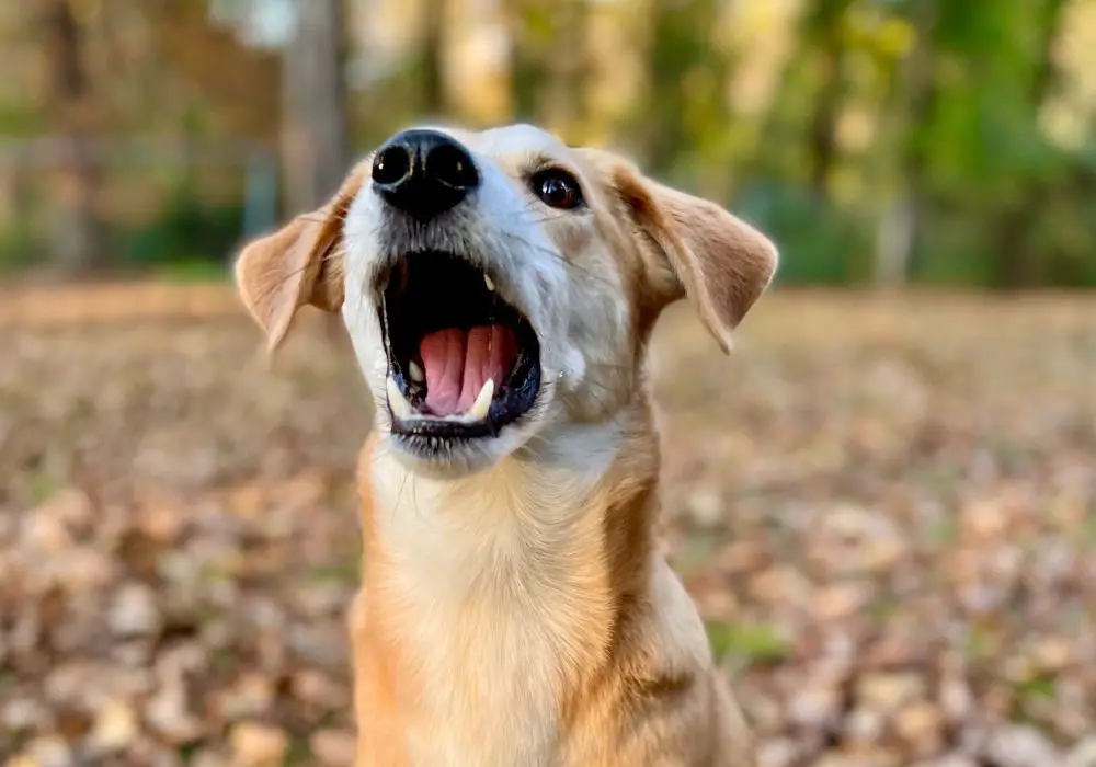 When to See the Vet for Air Chomping