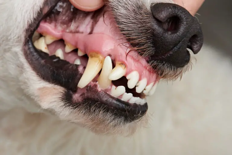 Which Herbivores Have Canine Teeth? A Quick Guide