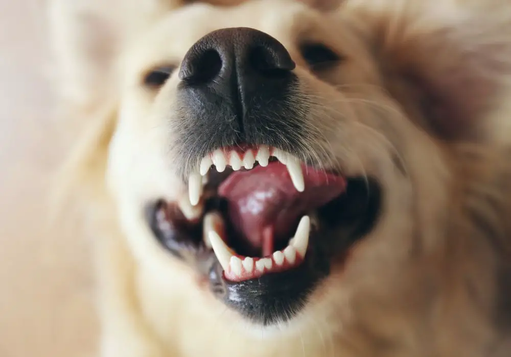 Why Are Doggy Blunt Teeth Important?