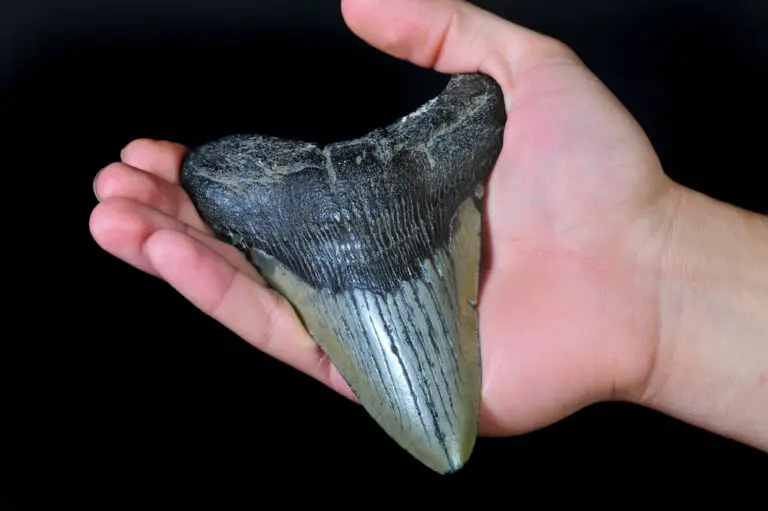 Why Are Shark Teeth Black At Myrtle Beach? (Everything You Want To Know)