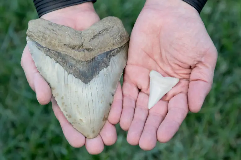 Why Are There So Many Megalodon Teeth In South Carolina?