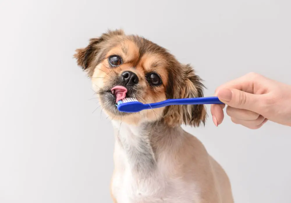Why Brushing Your Dog's Teeth is Important