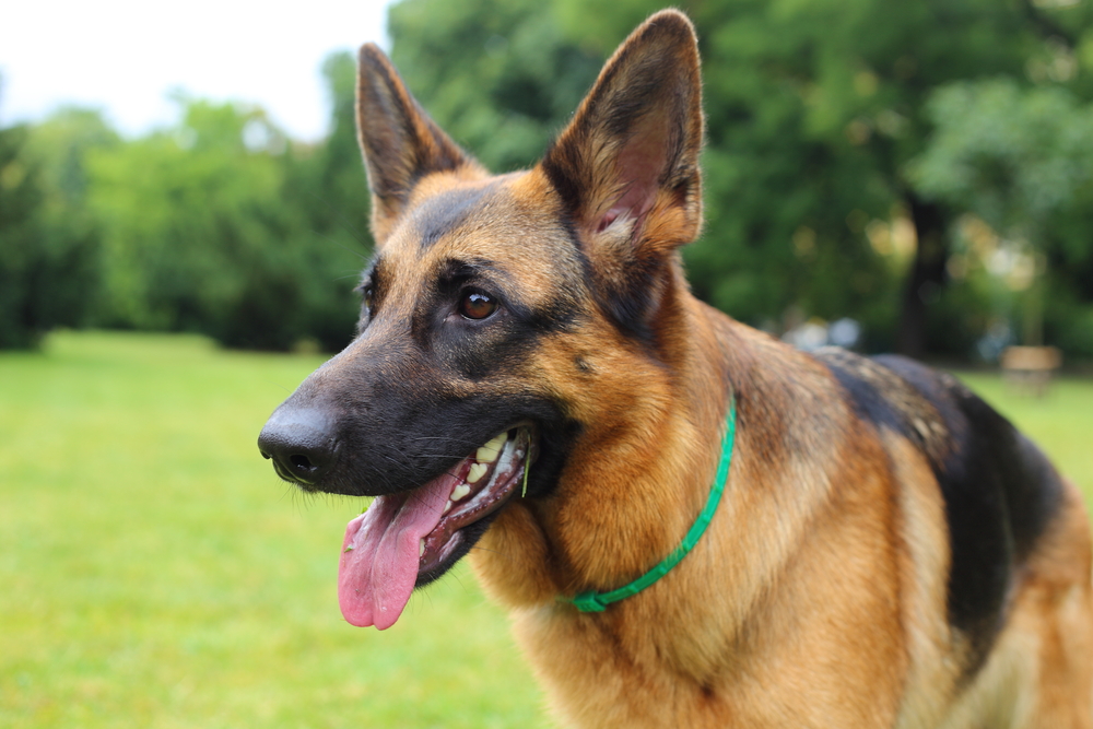 Brushing german shepherd online teeth