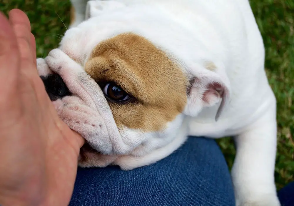 Why Do Puppy Teeth Bleed When Brushing?