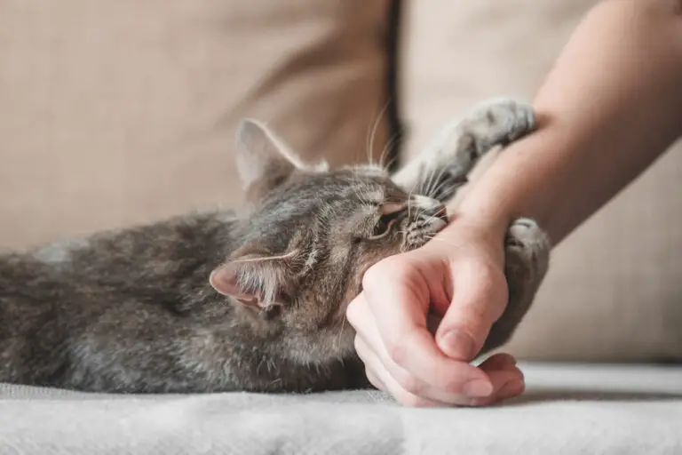 Why Does My Cat Put His Teeth On My Hand? (Reasons & Tips)
