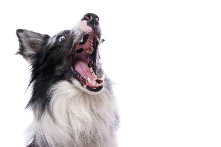 Why Does My Dog Chomp His Teeth In The Air? (Causes & Ways To Stop)