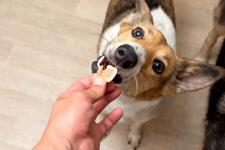 Why Does My Dog Show His Teeth When I Give Him A Treat?