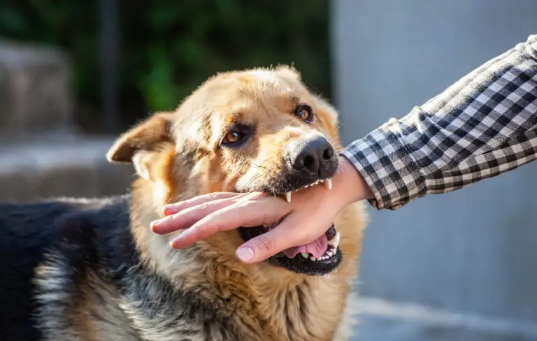 Why Does My Dog Touch Me With His Teeth? (Reasons & Improve Methods)