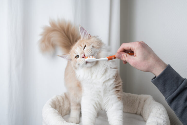 Why Don’t Cats Need To Brush Their Teeth? (4 Common Reasons)