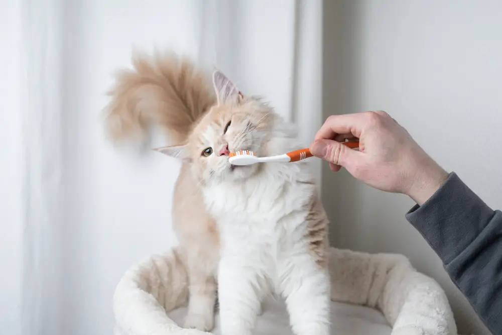 Why Don't Cats Need To Brush Their Teeth? (4 Common Reasons)