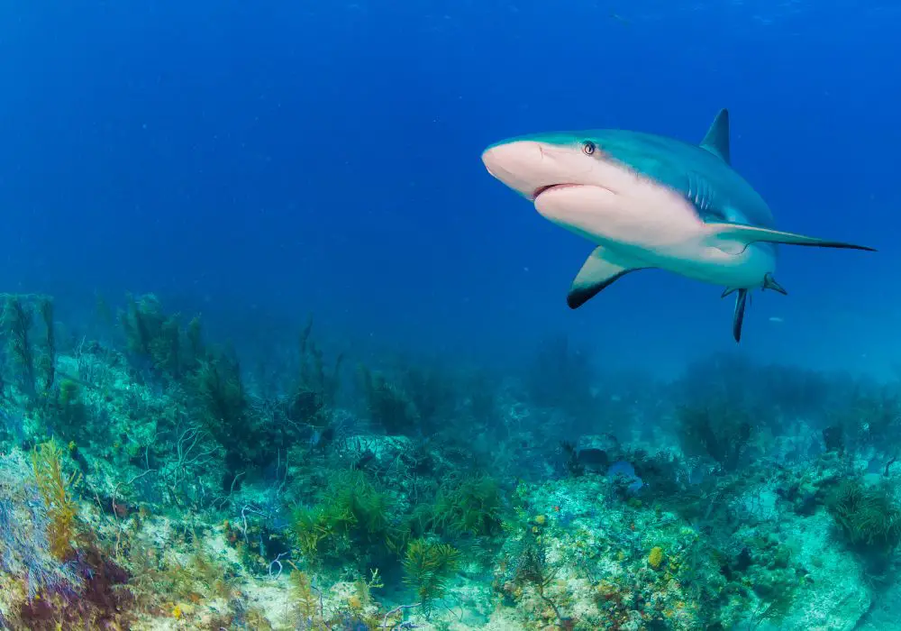 Why Georgia's waters hold such abundant shark teeth