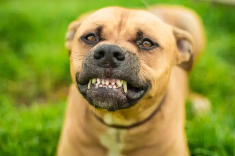 Why Is My Dog Grinding His Teeth In Pain? (Causes & Treatments)