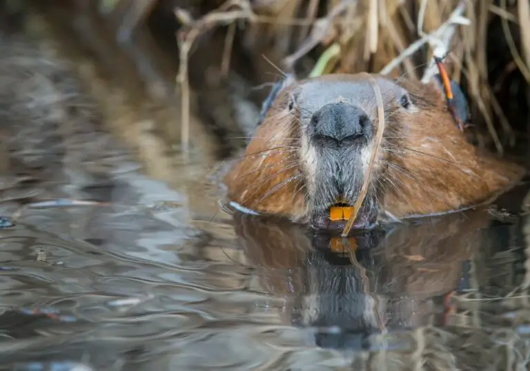 Why Are Beaver Teeth Brown? (Fun Facts)