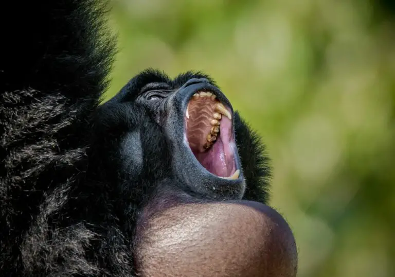 Why Are Gorilla Teeth So Big? (Fun Facts)