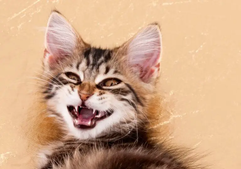 Why Are My Kitten’s Teeth So Sharp? (Milk Teeth Facts)