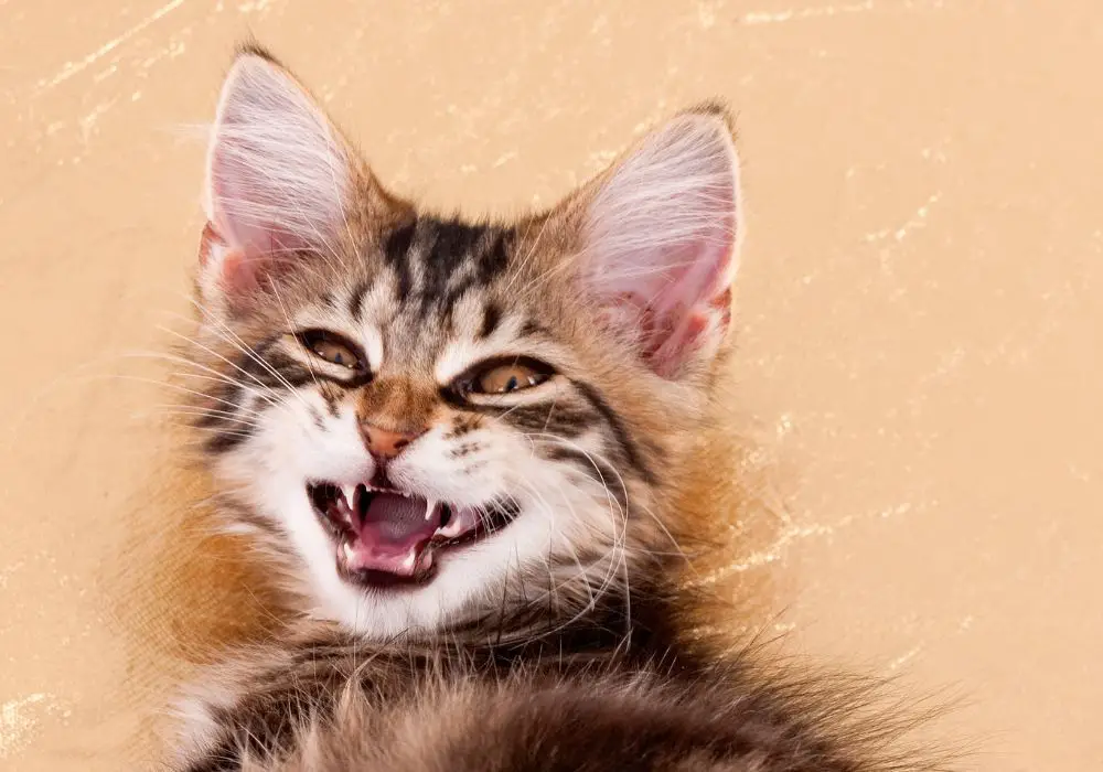 Why Are My Kitten's Teeth So Sharp? (Milk Teeth Facts)