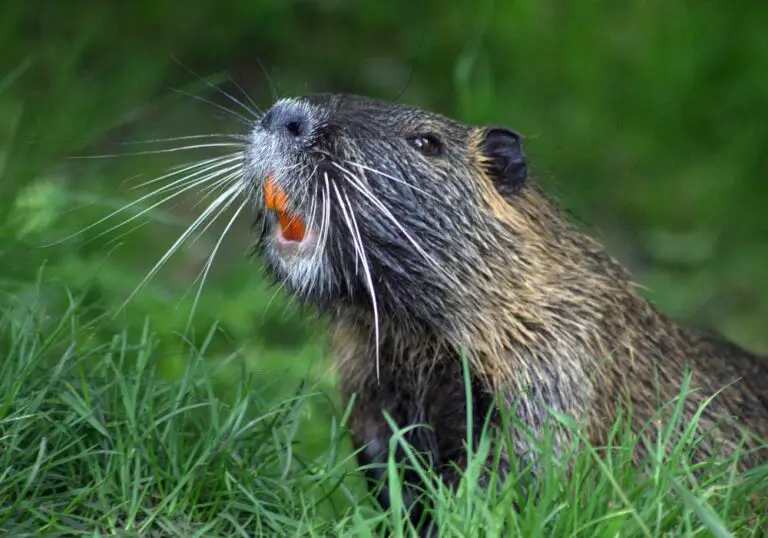 Why Are Rodent Teeth Orange? (Purposes & Future Applications)