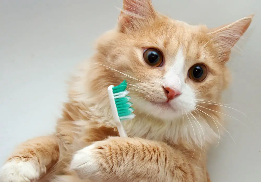 Why cats are dental superstars