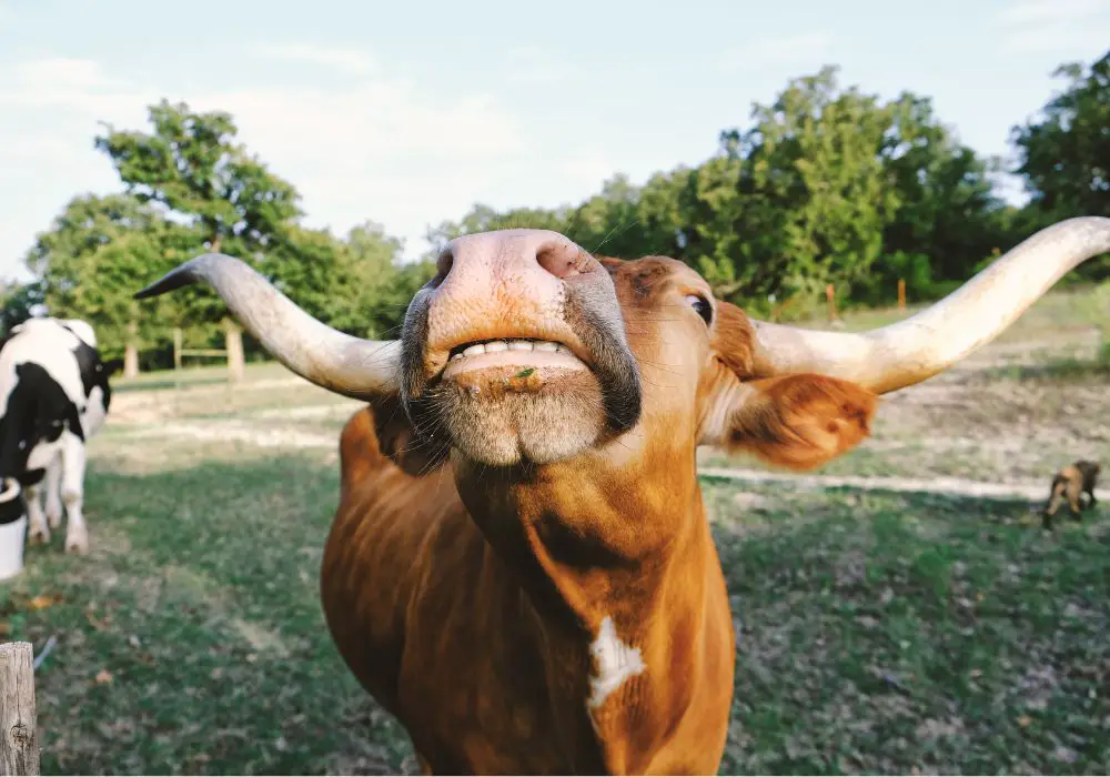 Why cows don't need canines