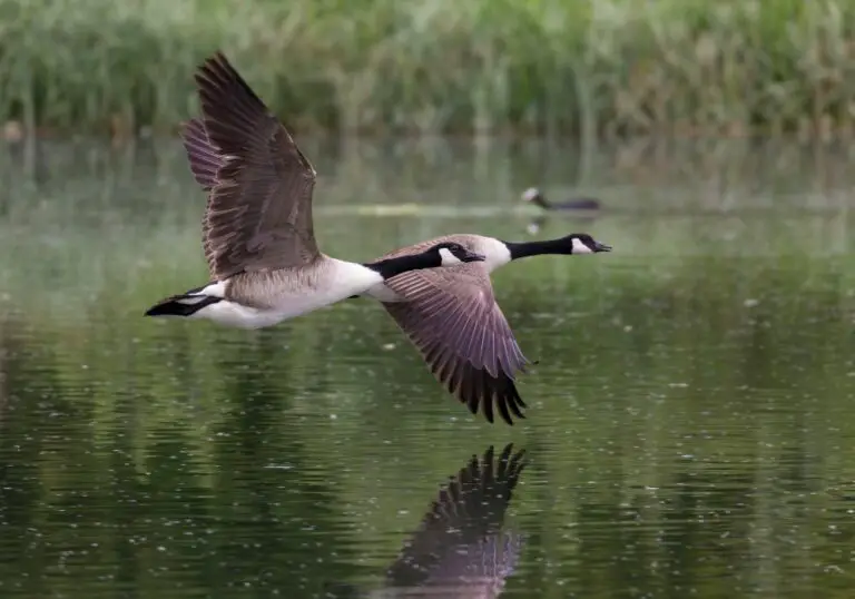 Why Do Canada Geese Have Teeth? (Key Facts)
