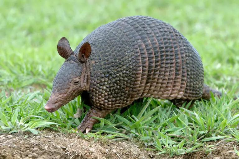 Why Do Armadillos Have So Many Teeth? (Key Facts)