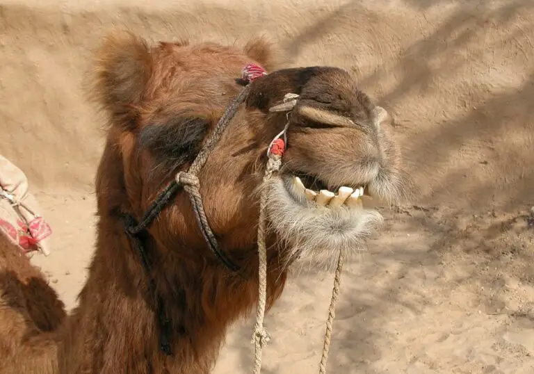 Why Camels Have Carnivore Teeth?