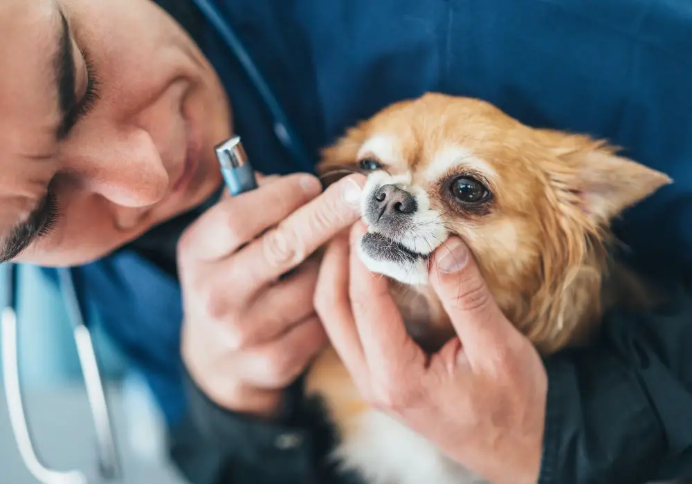 Why do dogs chatter their teeth after yawning?