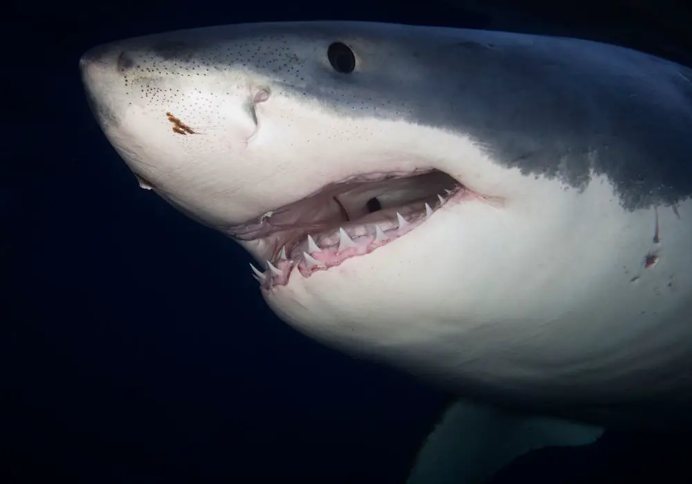 Why do great white sharks have such massive teeth?
