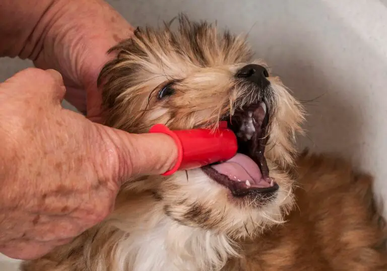 Why do my puppies teeth bleed when brushing? (Causes & Solutions)