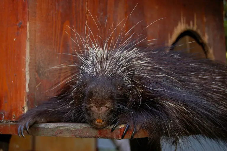 Why Do Porcupines Have Brown Teeth? (Interesting Facts)