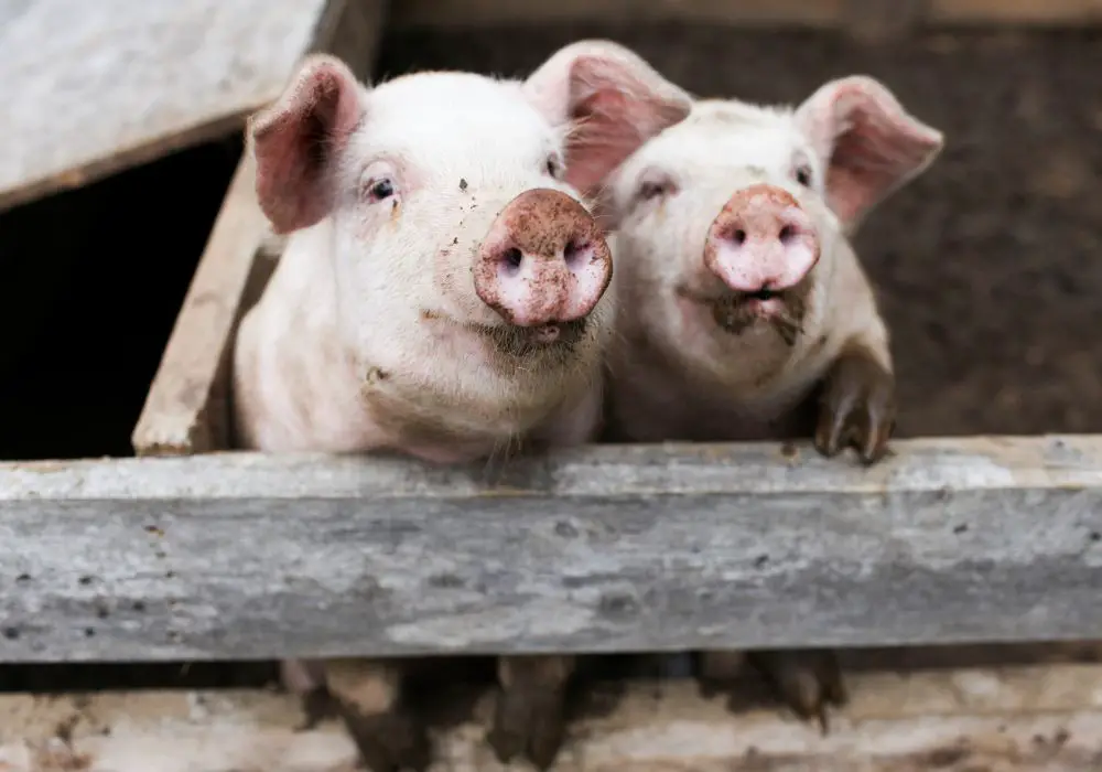Why do sows chatter to call their piglets?