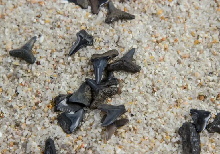 Why does Venice Florida have so many shark teeth? (Explained)