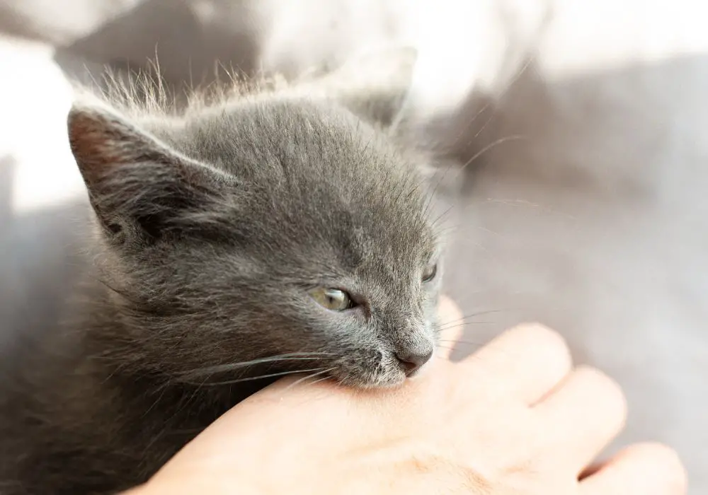 Why does my cat put his teeth on my hand?