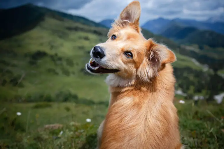 Why Does My Dog Chatter His Teeth And Foam At The Mouth?