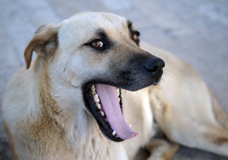 Why Does My Dog Have Blunt Teeth? (Evolution & Importance)