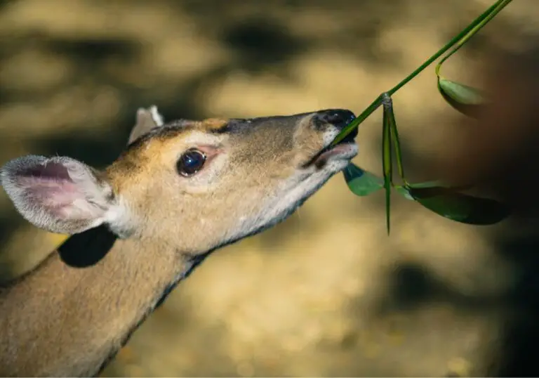 Why Don’t Deer Have Top Teeth? (Deer Evolution)