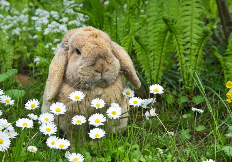 Why is my bunny making noises with his teeth? (Everything You Need To Know)