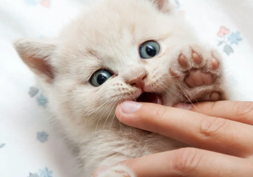 Why kitten teeth feel so sharp?