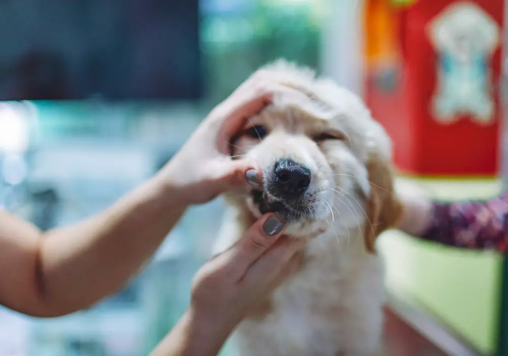 Why might a puppy retain deciduous canines