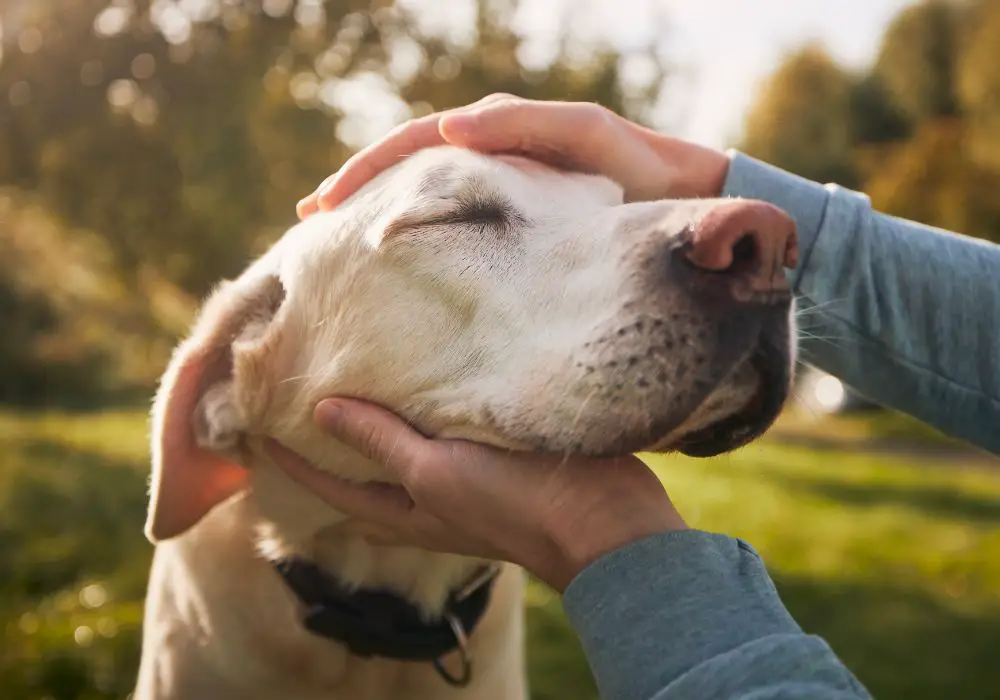 Why might senior dogs lose all their teeth