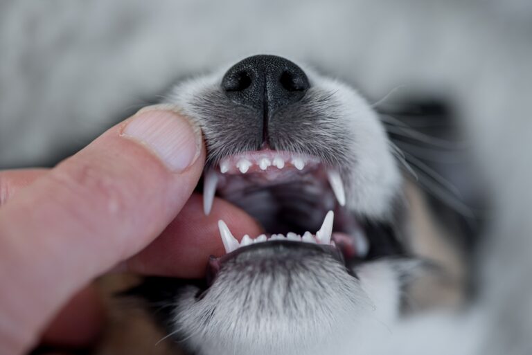 Will Puppy Canine Teeth Grow Back? (Everything You Need To Know)