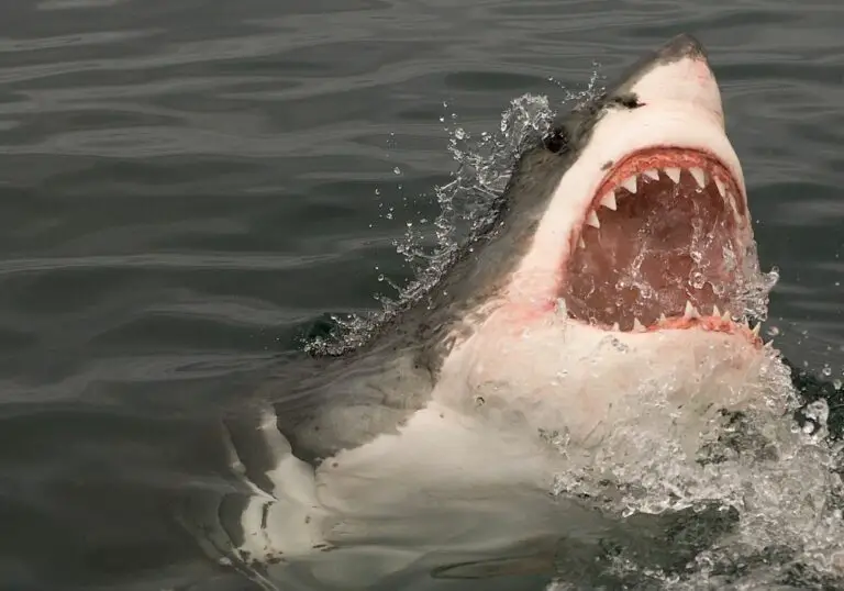 How Long is a Great White Shark Teeth in Inches? (You’d Love To Know!)