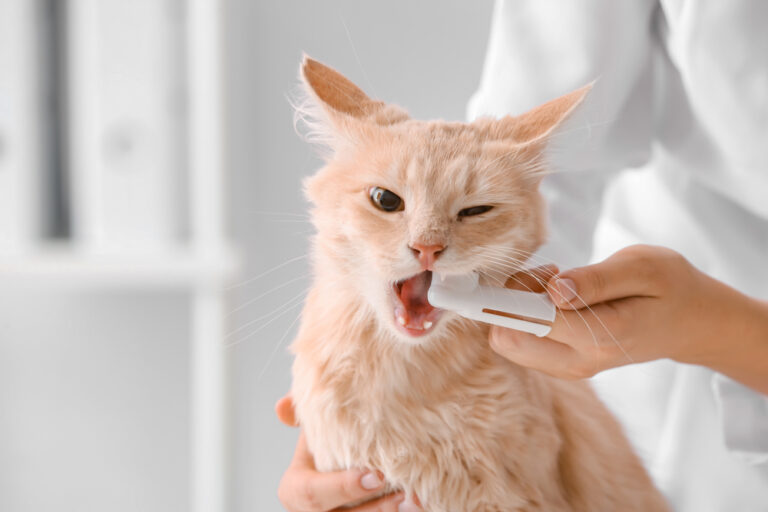 How to Keep Cat’s Teeth Clean Without Brushing? (3 Alternative Ways)