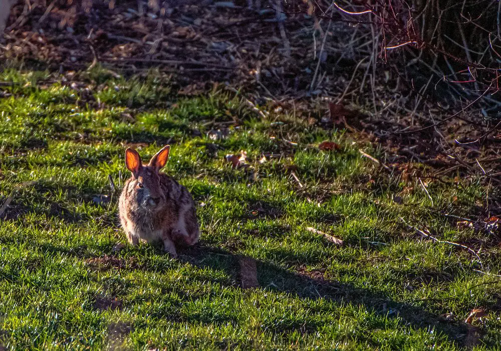 rabbits eat with overgrown teeth