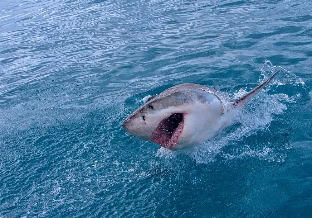 Age and Preservation of Megalodon Teeth